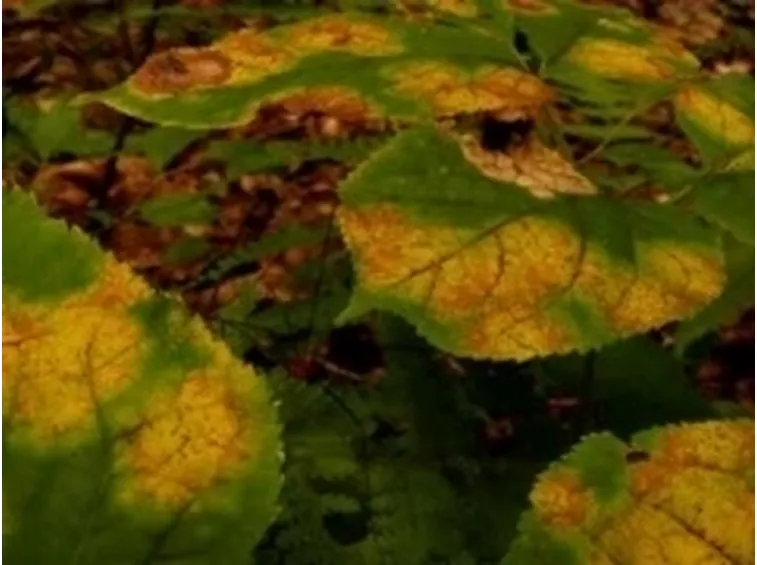 malattiapiante2