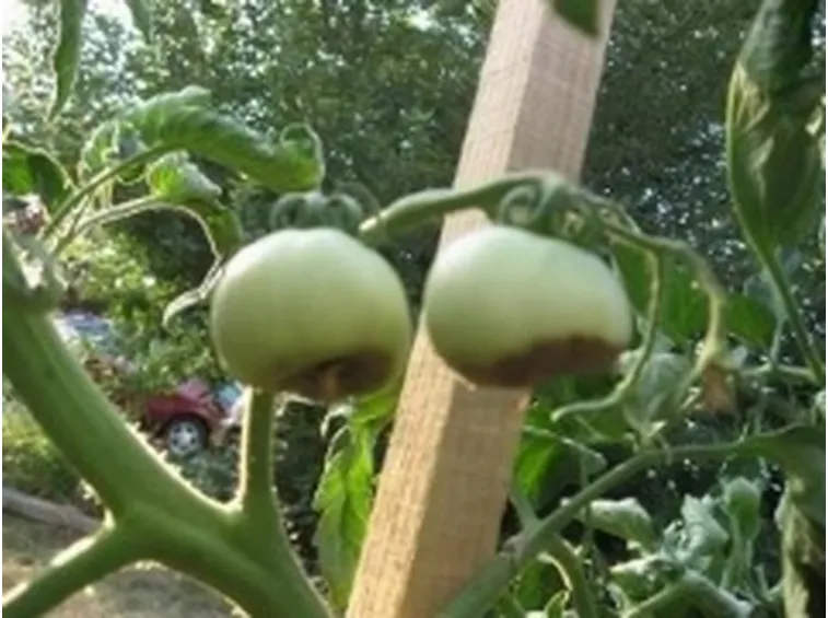 malattiapiante1