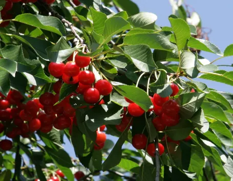 Albero ciliegio