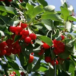 Albero ciliegio