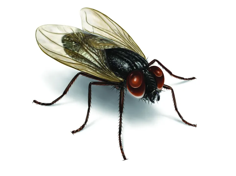Mosca ciliegie