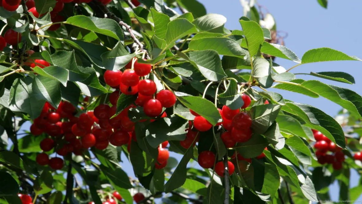 Albero ciliegio