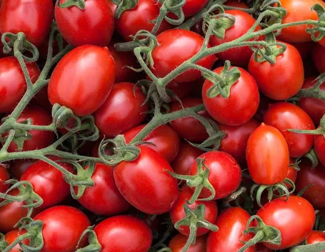 Pomodori frutti