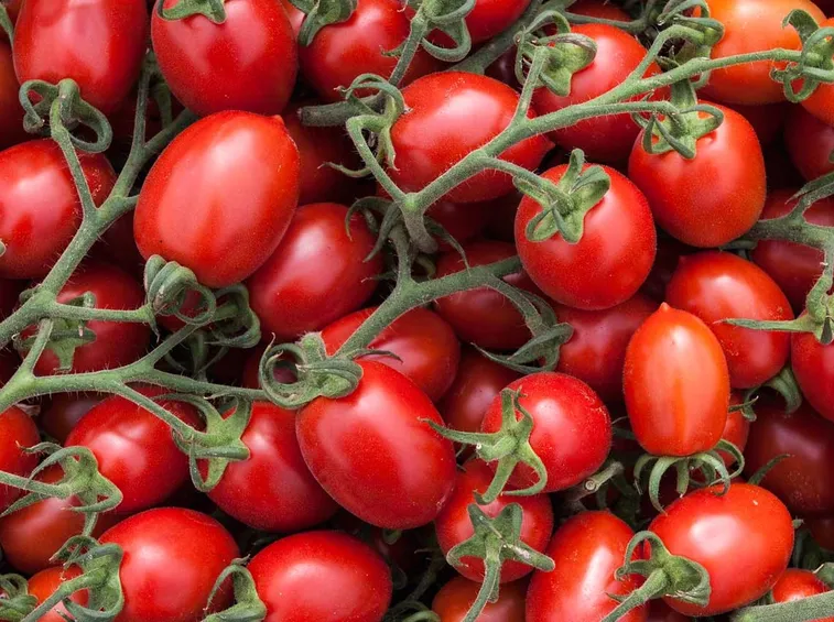 Pomodori frutti
