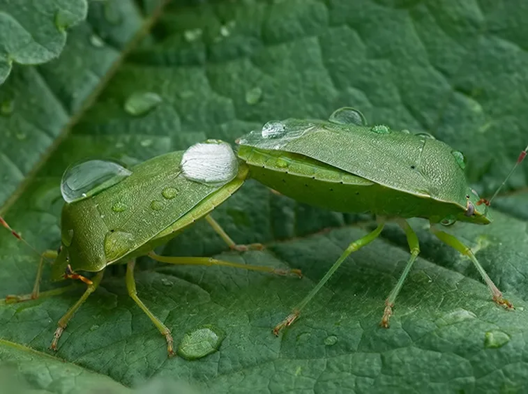 Cimice pomodoro