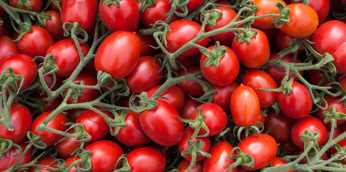 Pomodori frutti