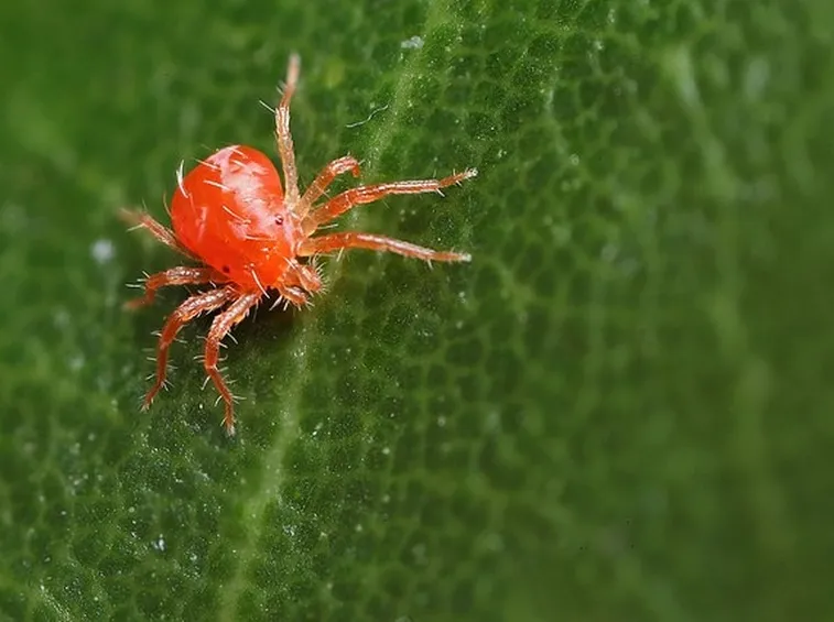 Il 