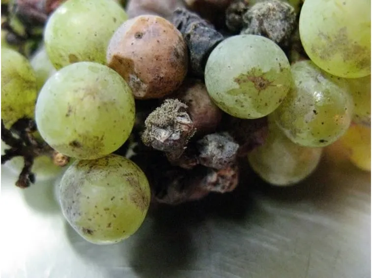 malattievite1
