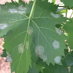 malattiepiantefrutto