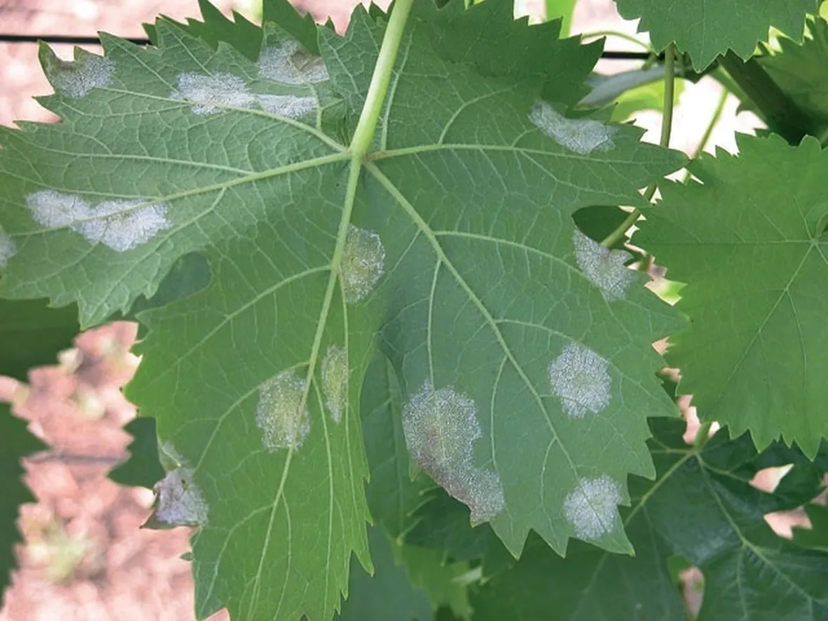 malattiepiantefrutto
