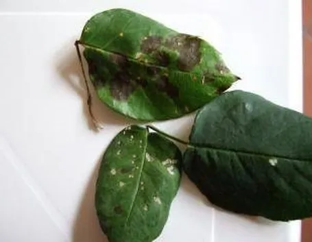 malattiepianteornamentali