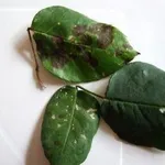 malattiepianteornamentali
