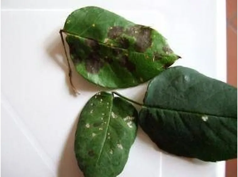 malattiepianteornamentali