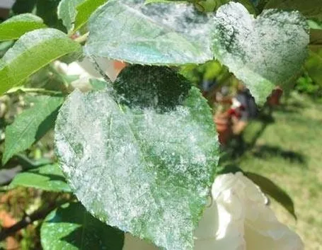 oidiorose