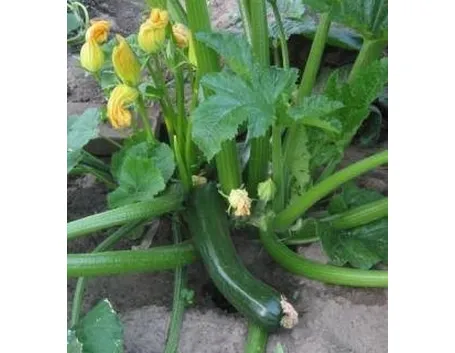 zucchineoidio