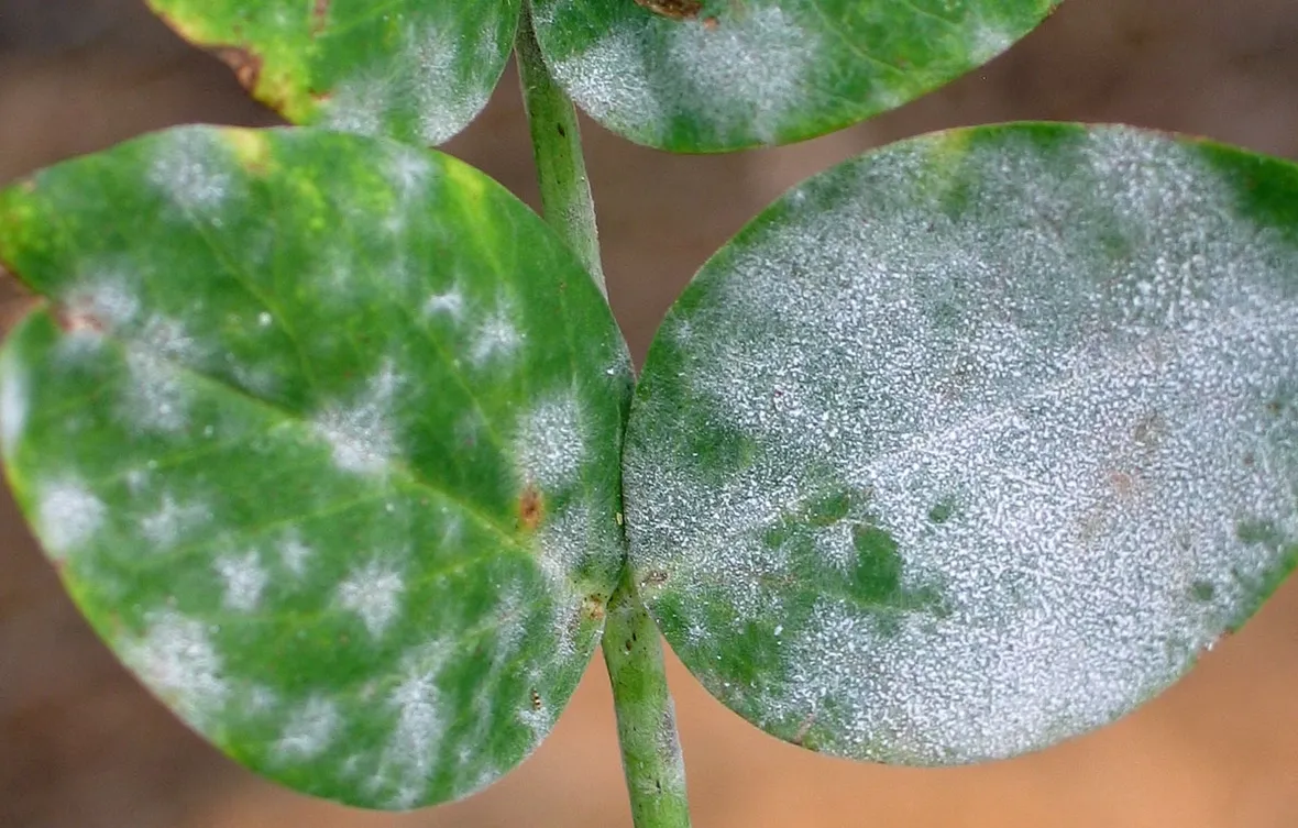 oidio1