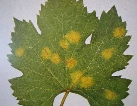peronosporavite1_zps757174fe