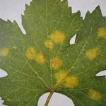 peronosporavite1_zps757174fe