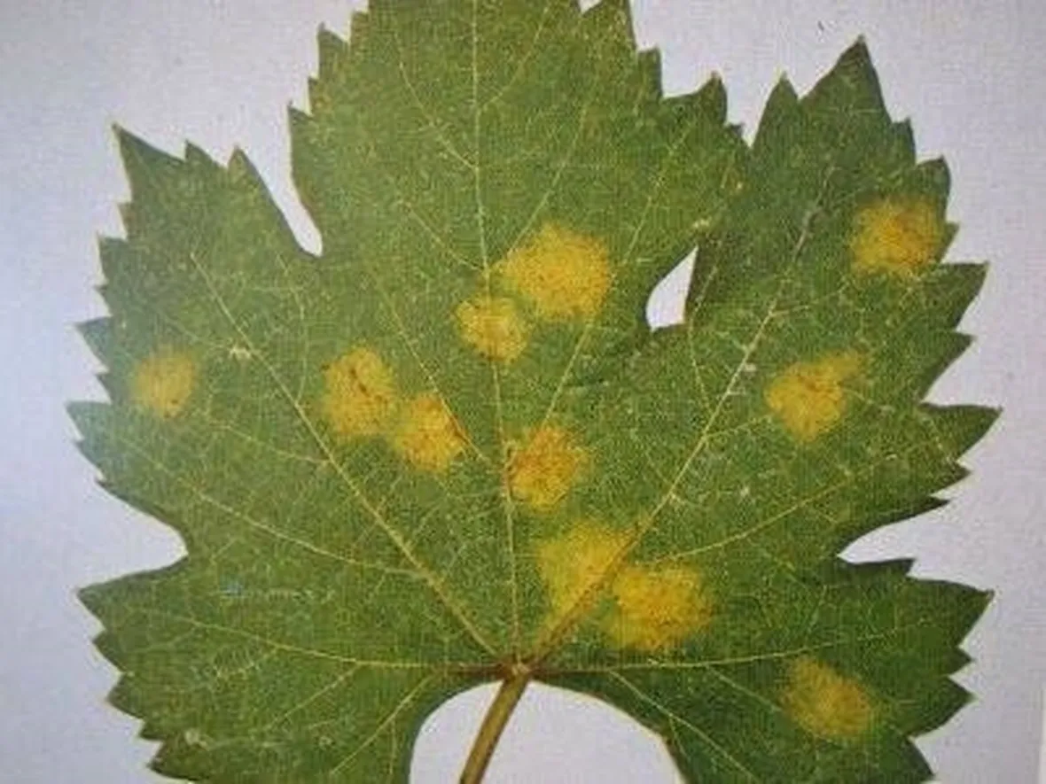 peronosporavite1_zps757174fe