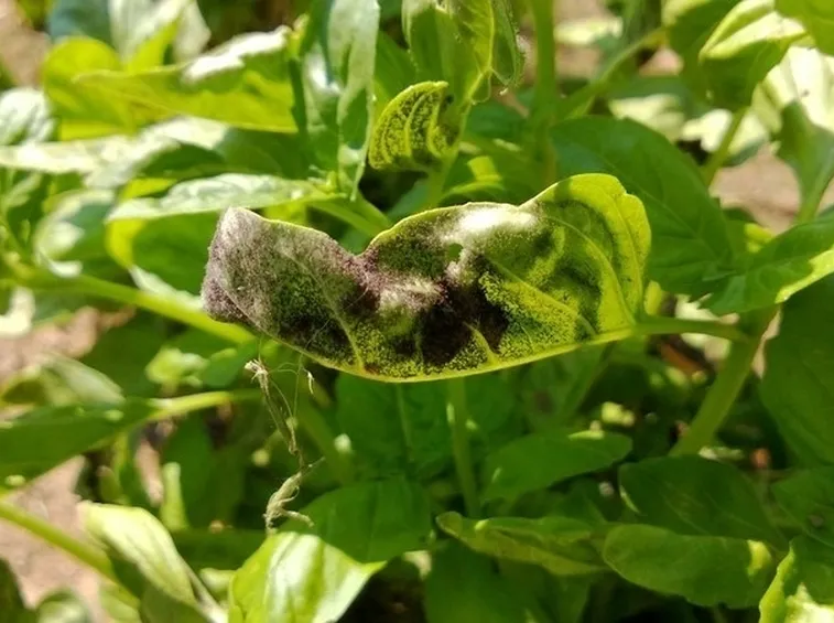 peronosporapomodoro