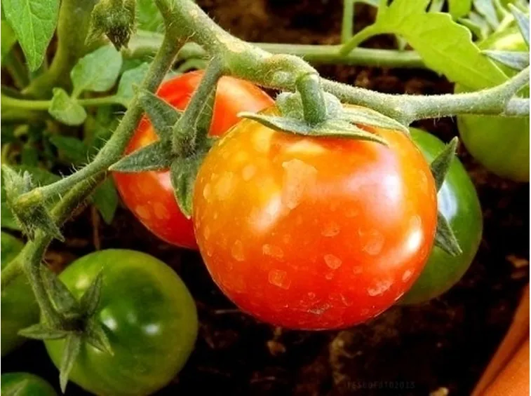 pomodoro malato
