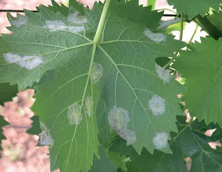 peronospora