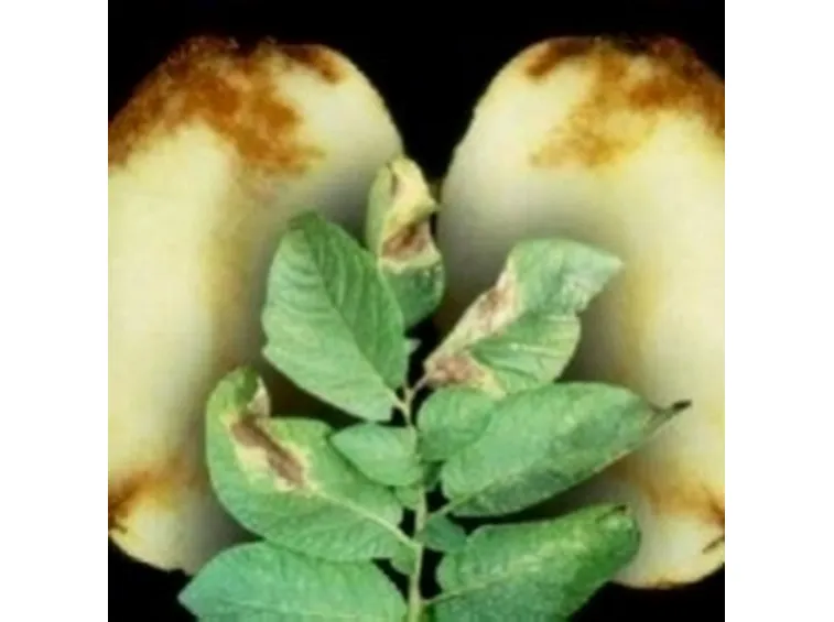 peronospora