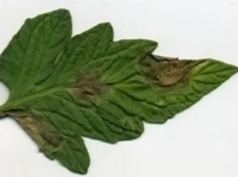 peronospora