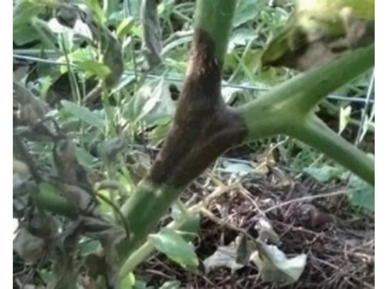 peronospora