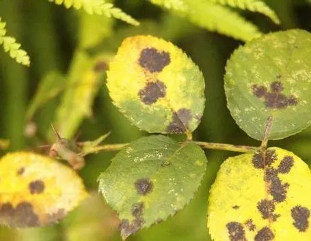ticchiolaturarose1
