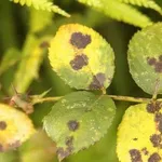 ticchiolaturarose1