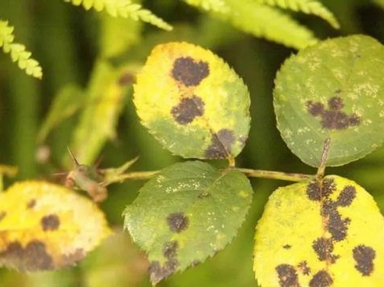 ticchiolaturarose1