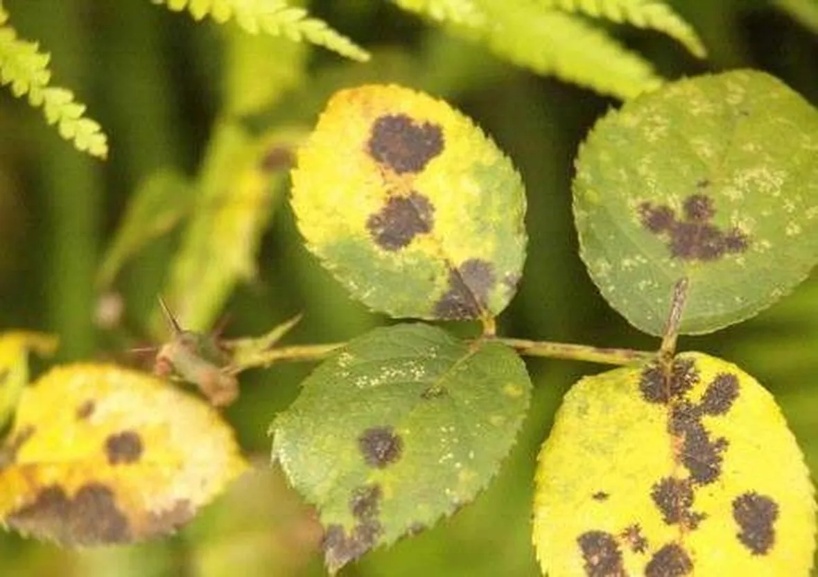 ticchiolaturarose1