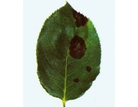 ticchiolatura1