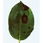 ticchiolatura1