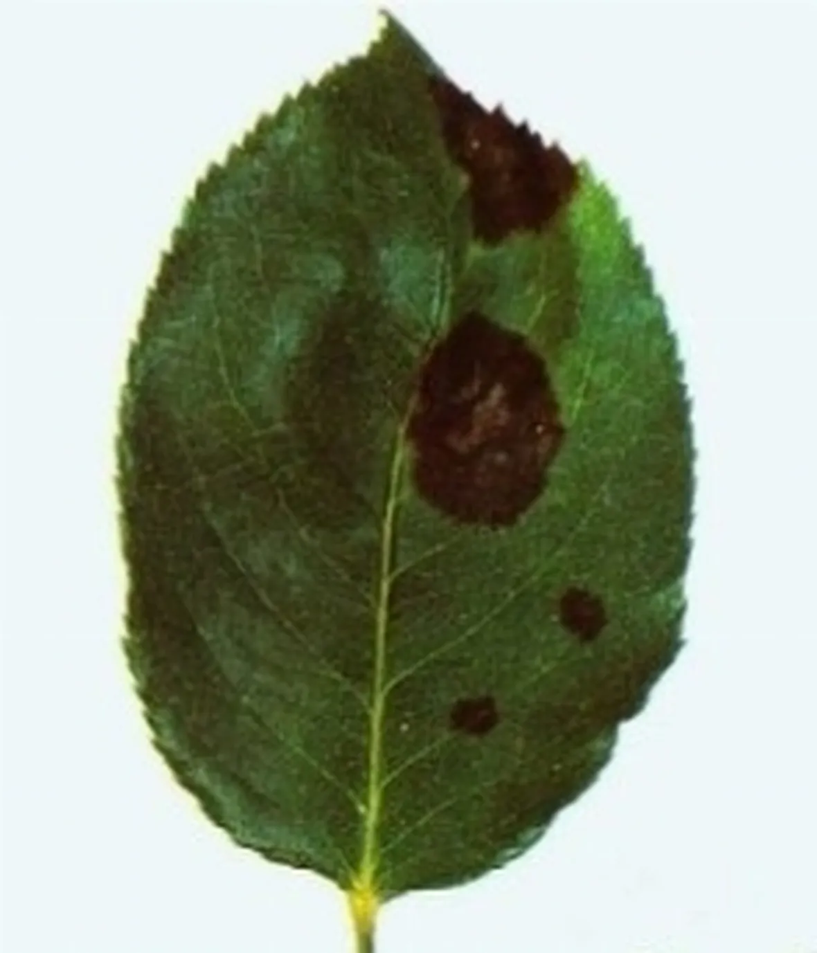 ticchiolatura1