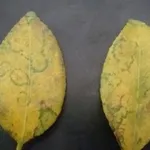 virosi2