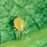 ragnettogiallo