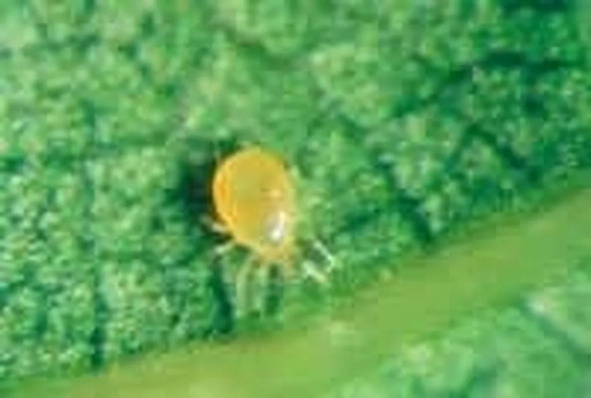 ragnettogiallo