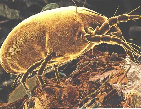 Acaro pianta