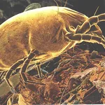 Acaro pianta