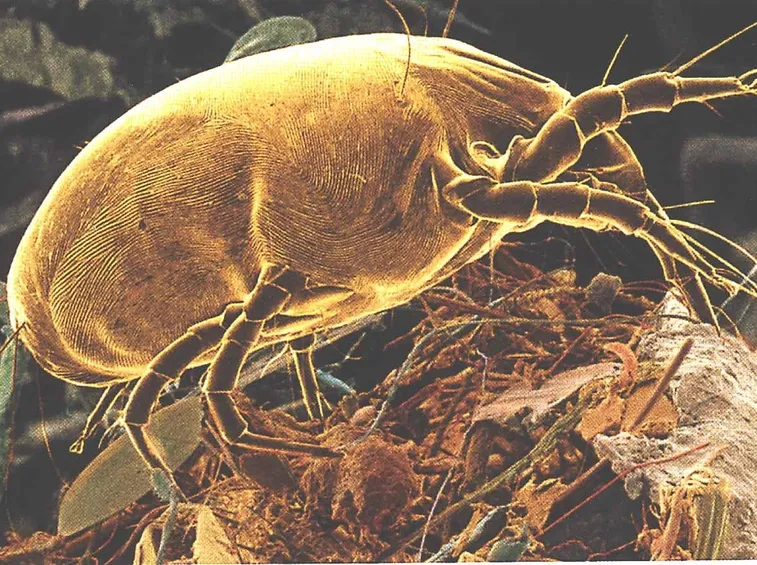 Acaro pianta