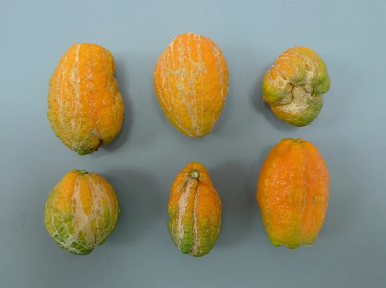 Frutti deformati