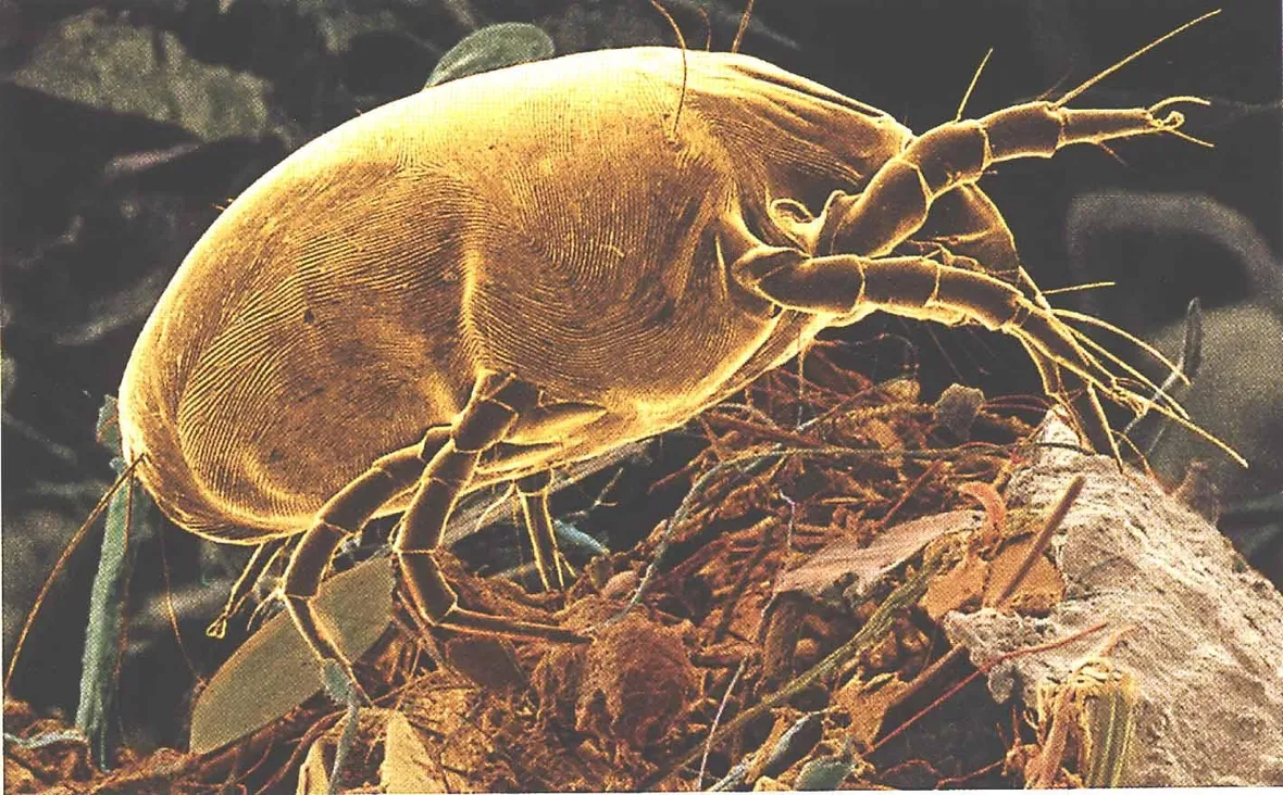 Acaro pianta