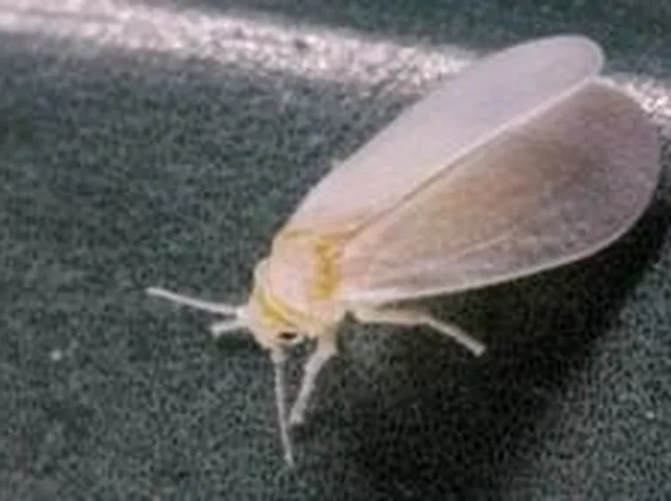 aleurodide1