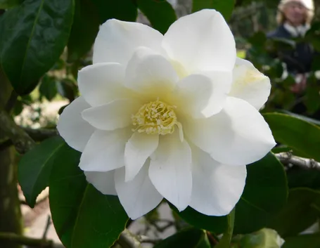 Camelia