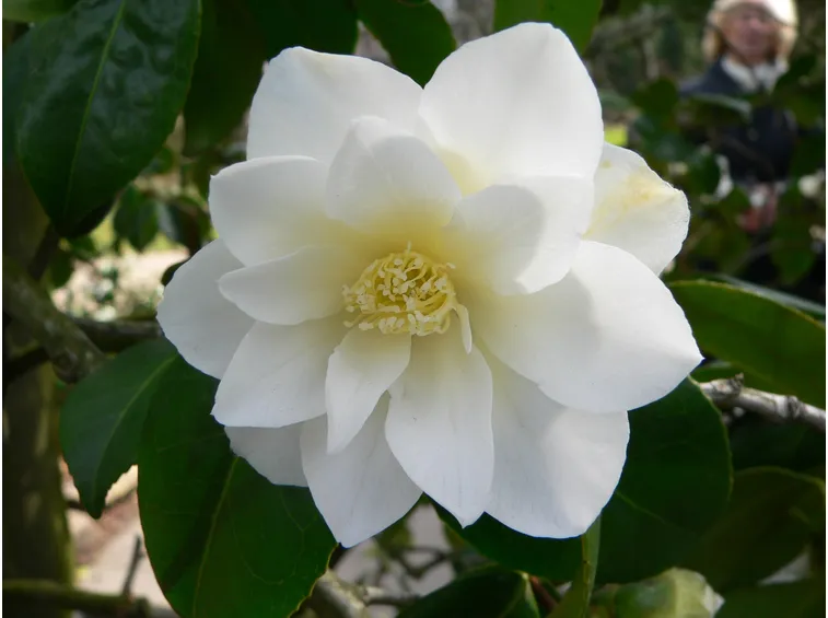 Camelia