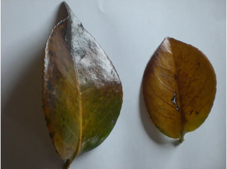 Foglie di camelia malate