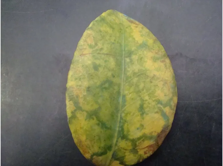 Foglia di camelia malata