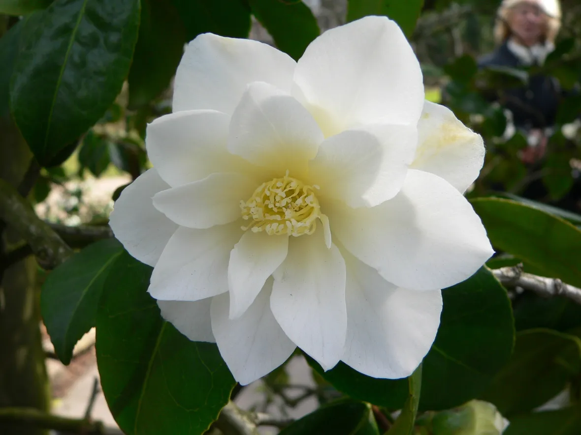 Camelia